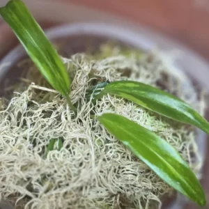 Philodendron FloB x Tortum Variegated