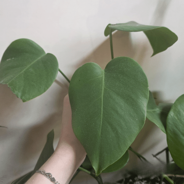 monstera deliciosa small form